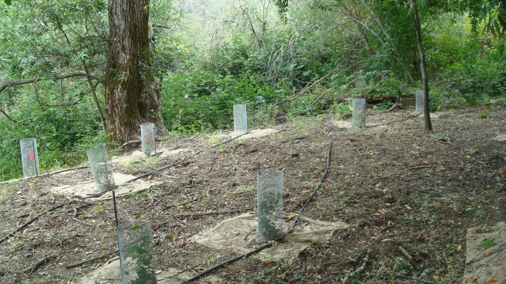 Riparian Revegetation