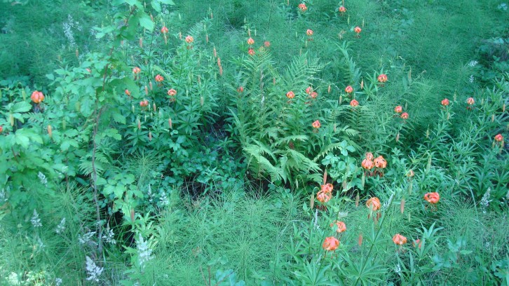 Native Plants and Pollinators