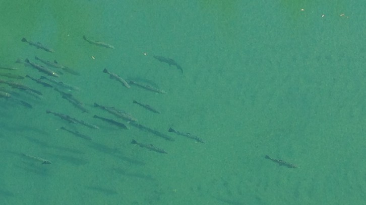 Flows for Fish