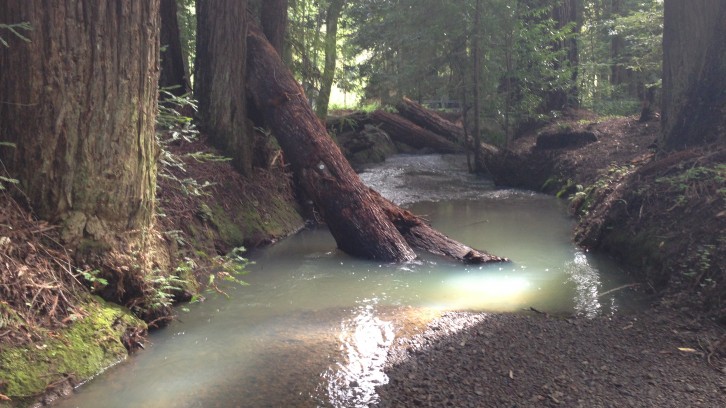 Restoring Fish Habitat